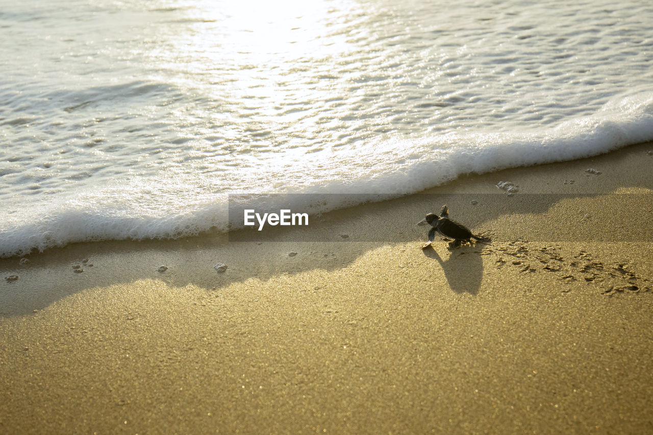 High angle view of tortoise on shore at beach