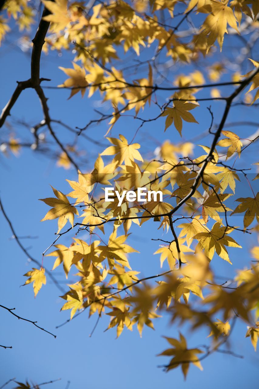 Low angle view of flower tree against sky