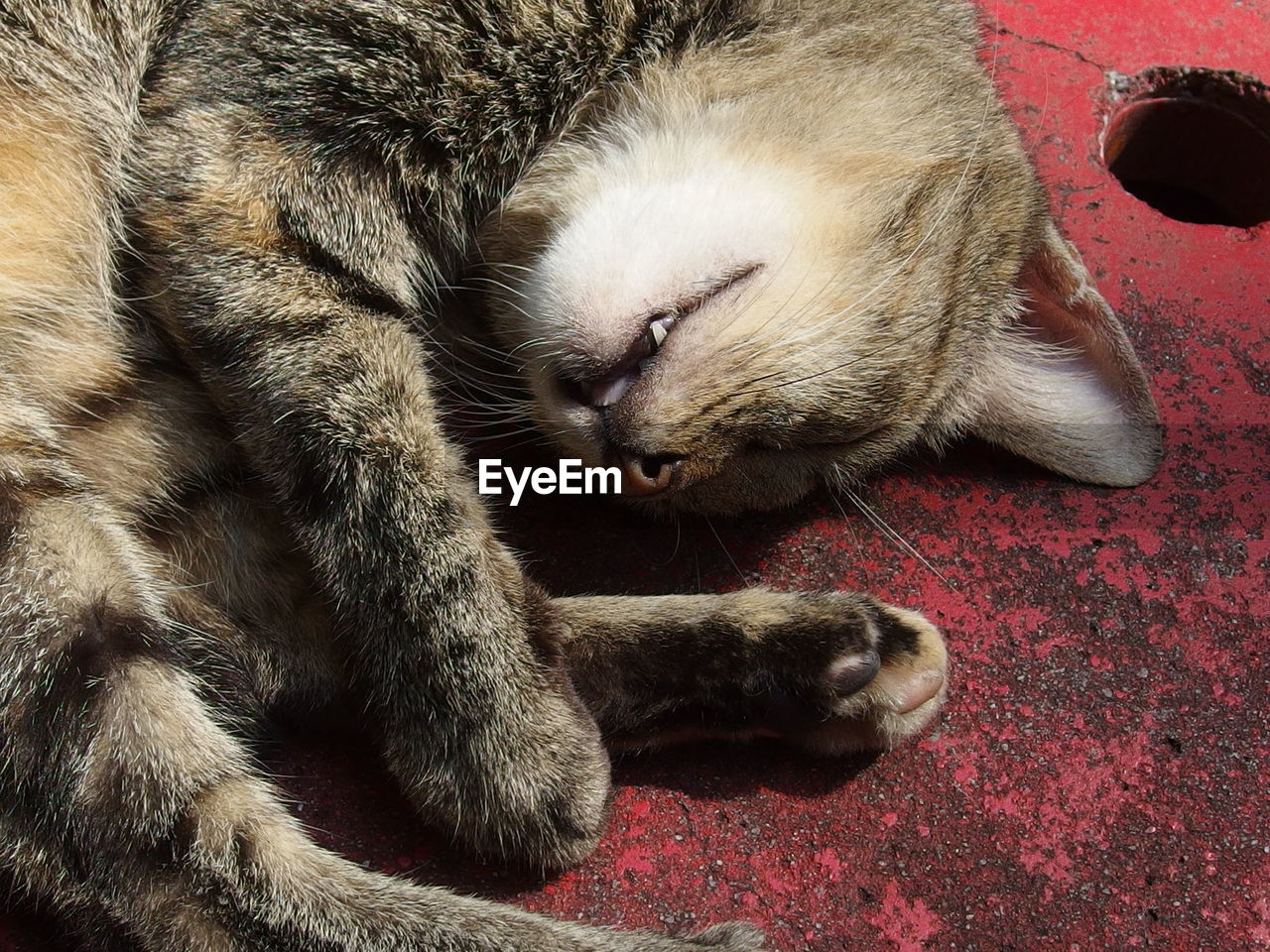CLOSE-UP OF CAT SLEEPING ON RED FLOOR