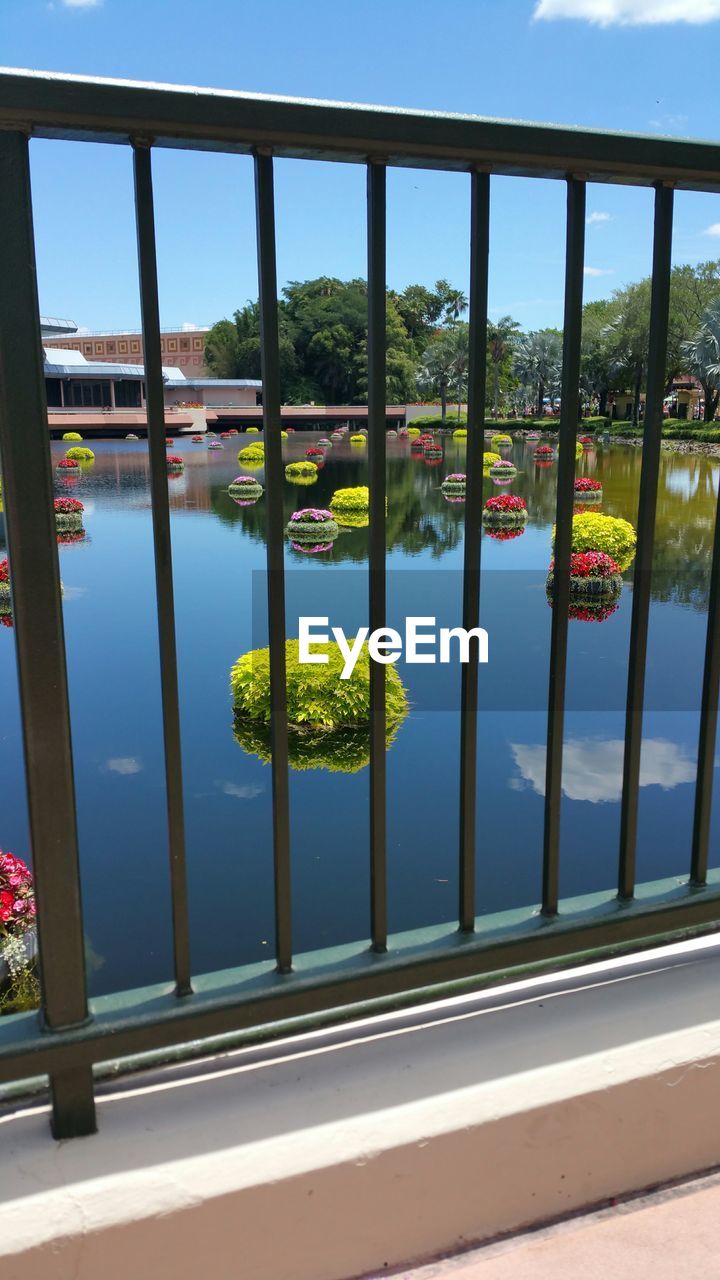 Plants in pond seen from metal railing at epcot