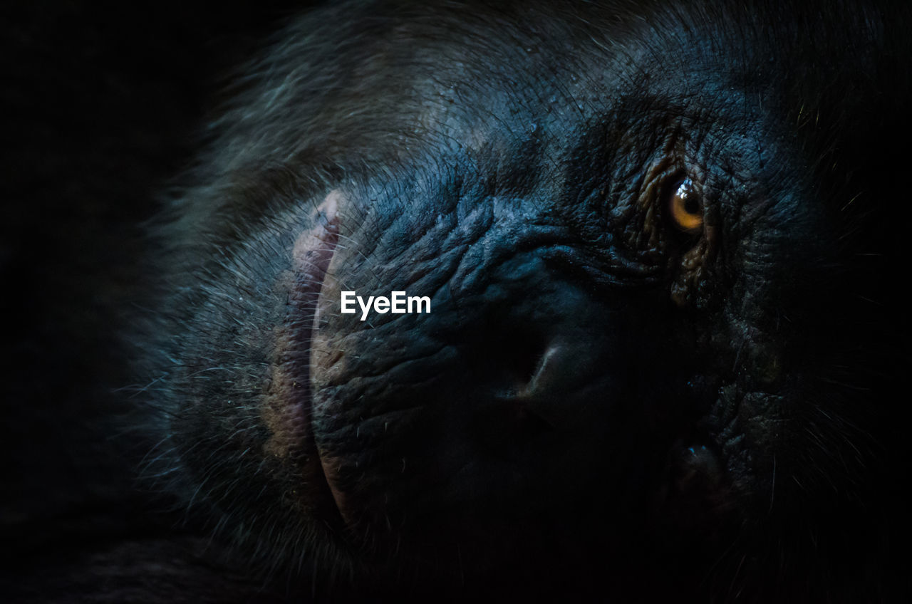 Dark portrait of resting chimpanzee looking at camera