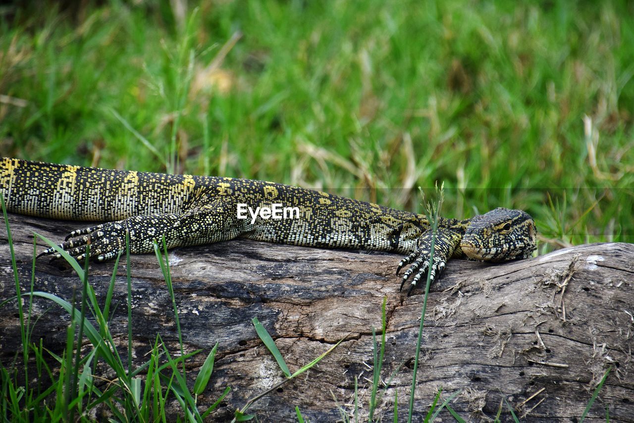 Monitor lizard on tree trunk in field