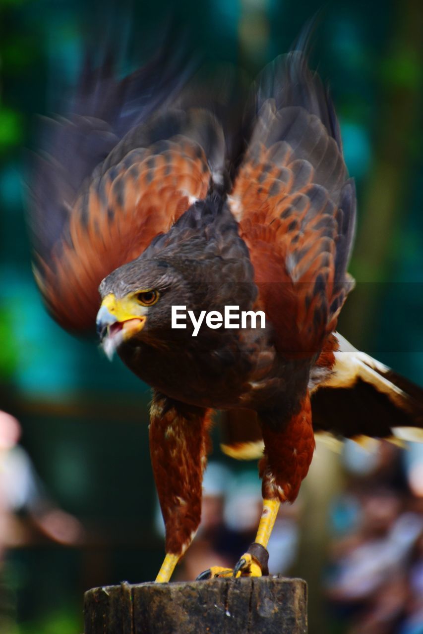 Close-up of eagle perching on wooden post