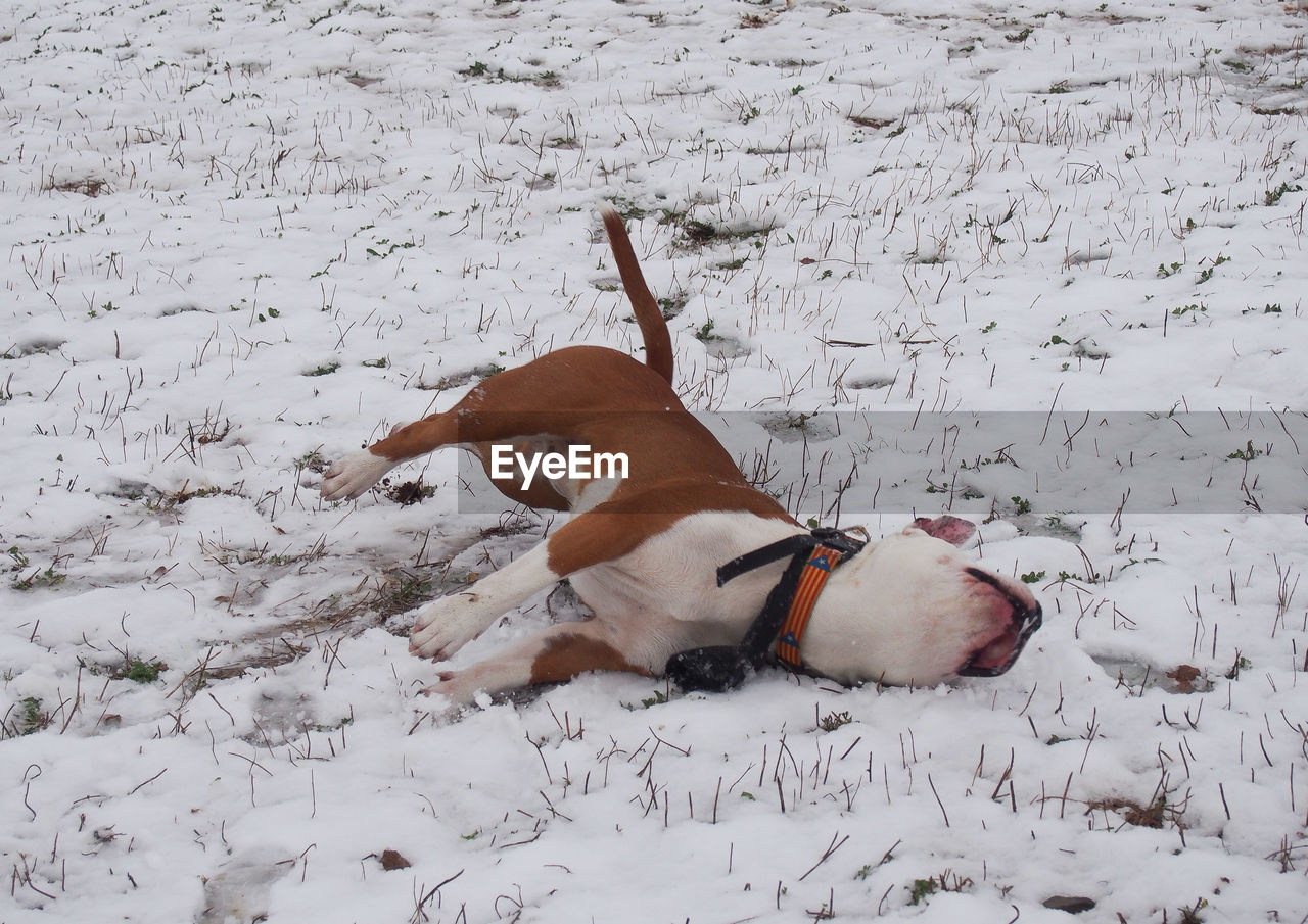 VIEW OF DOG ON SNOW