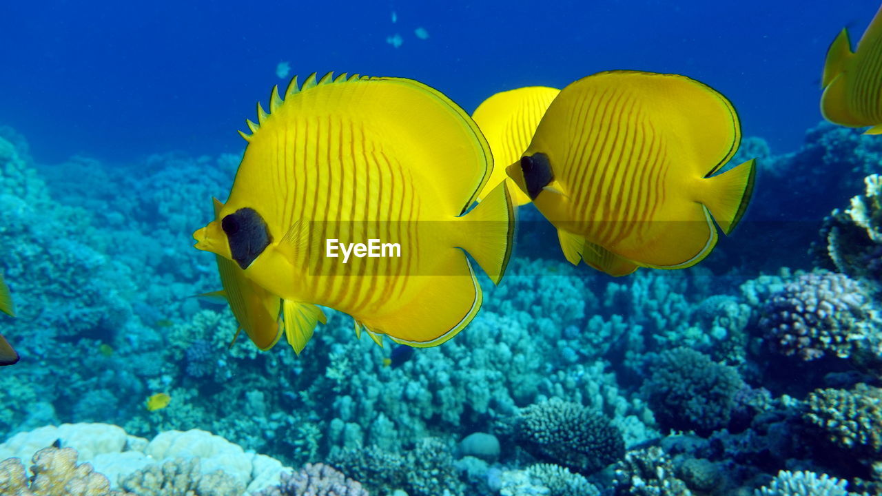 Butterfly fish chaetodontidae. masked butterfly fish. 