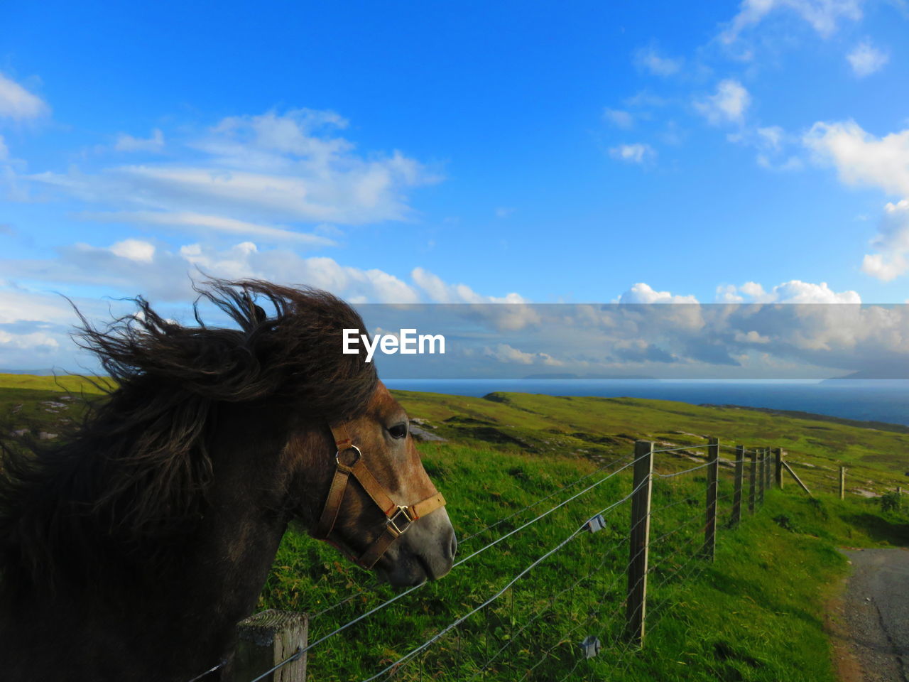 Close-up of horse on field against sky