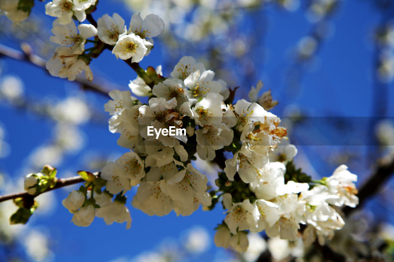 Close-up of fresh white flowers blooming on tree