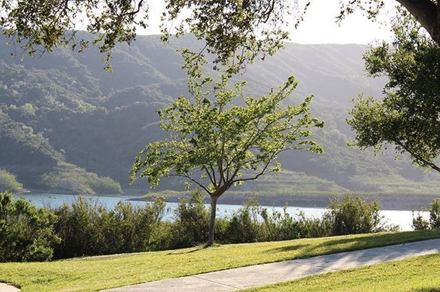 SCENIC VIEW OF LAKE WITH TREES IN BACKGROUND