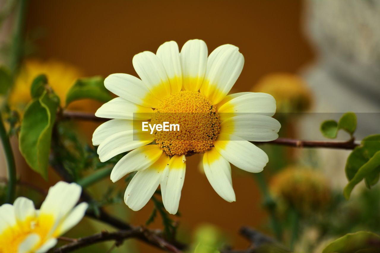 Close-up of yellow daisy flower blooming outdoors