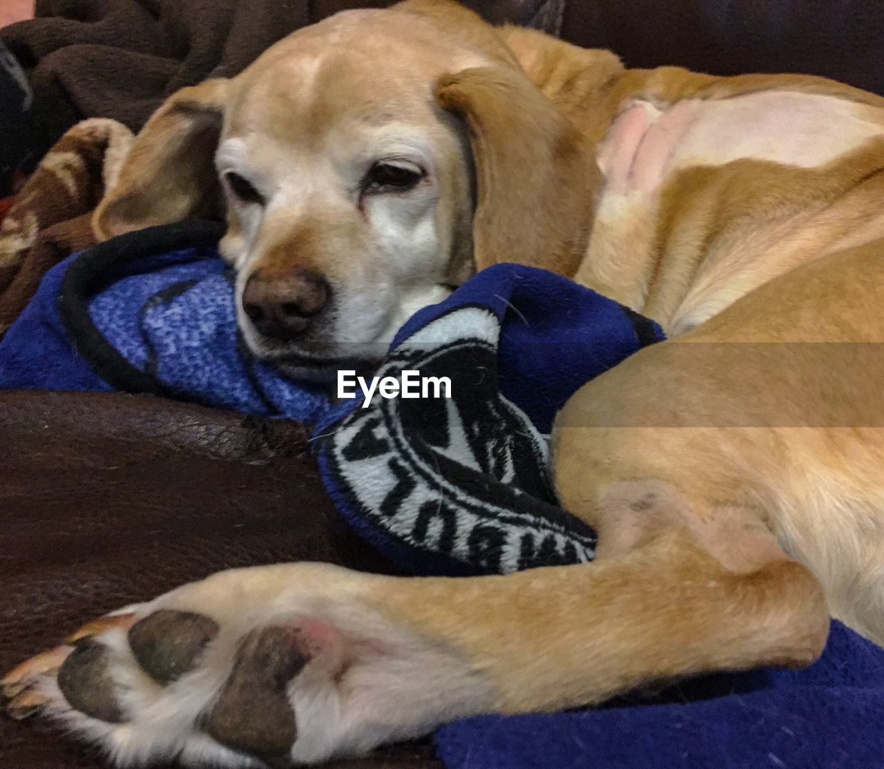 DOG SLEEPING ON SOFA