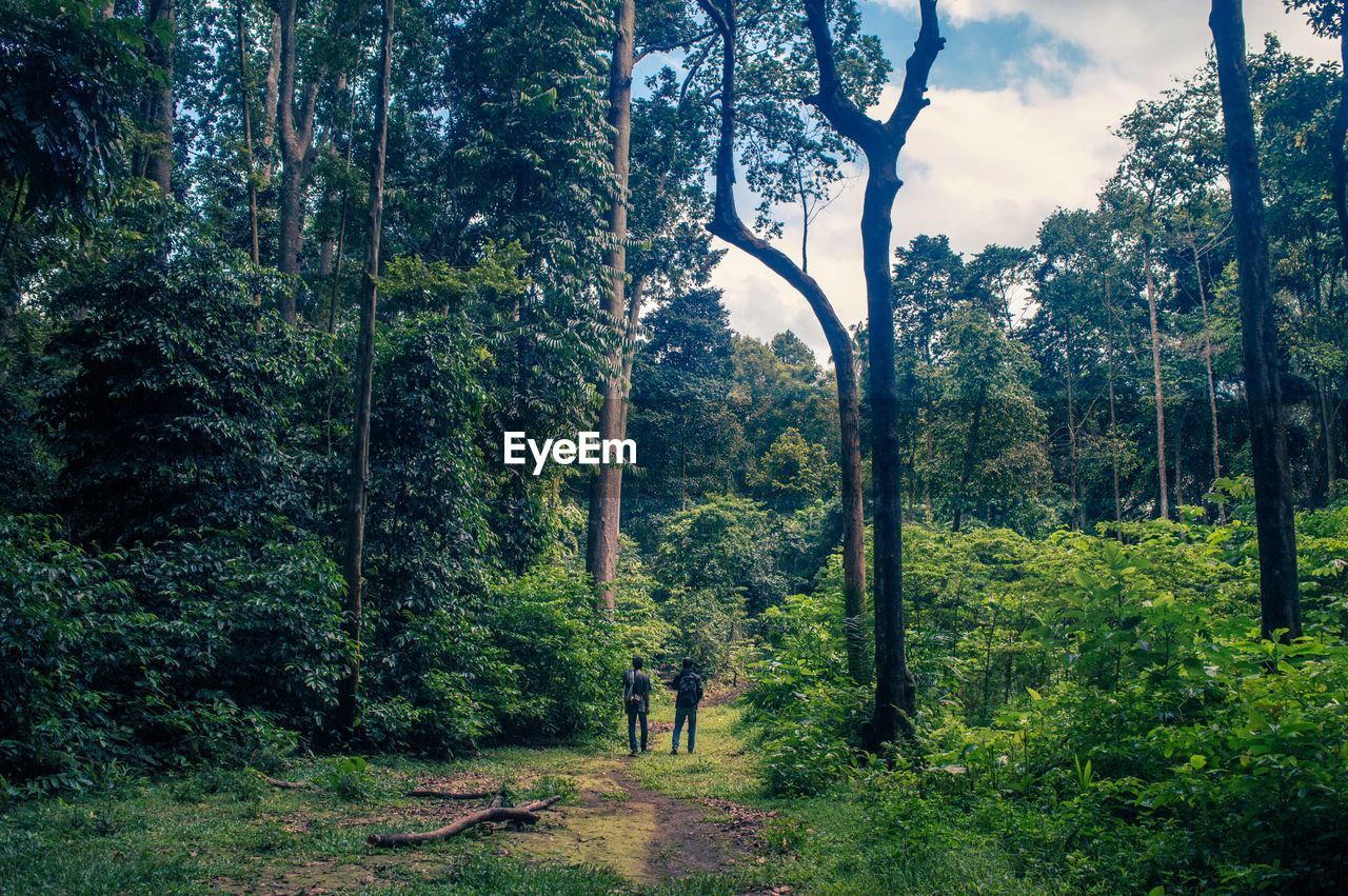 Rear view of people amidst trees at forest