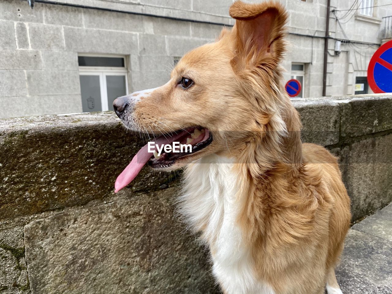 Dog looking away on wall