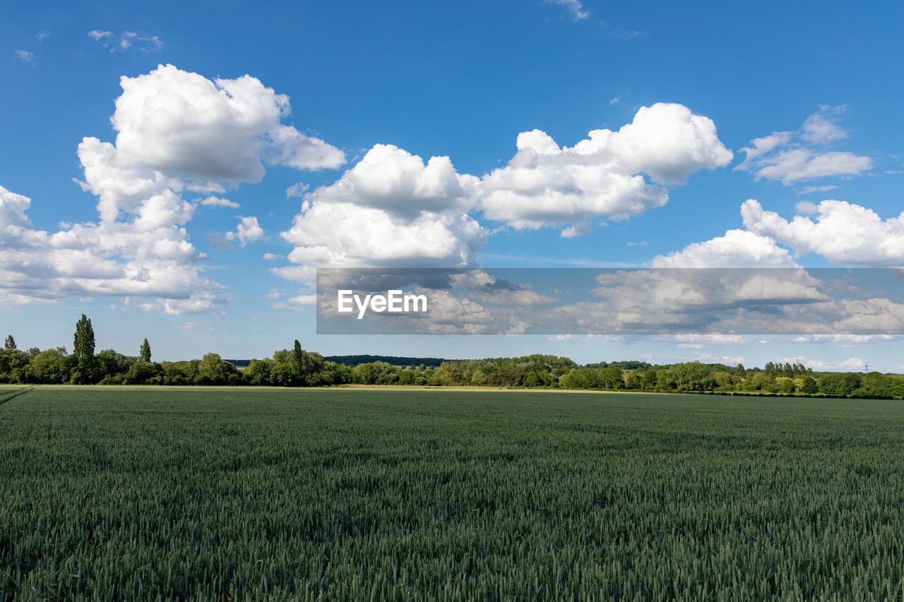 FIELD AGAINST SKY