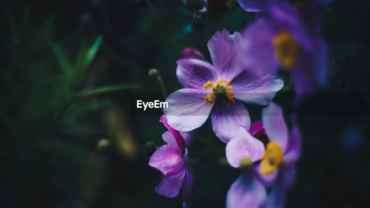 Close-up of flowers blooming outdoors