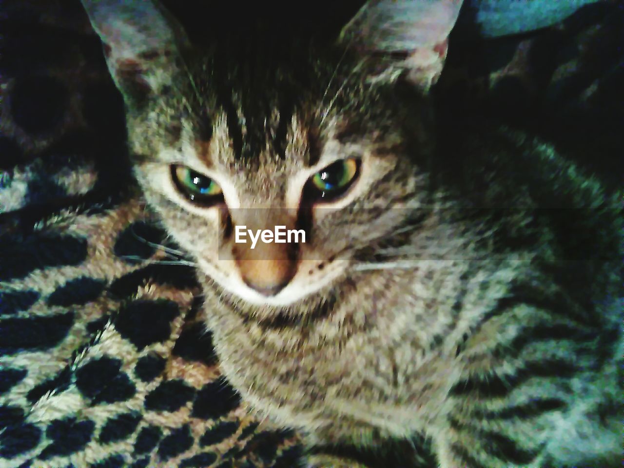 CLOSE-UP PORTRAIT OF CAT ON CARPET