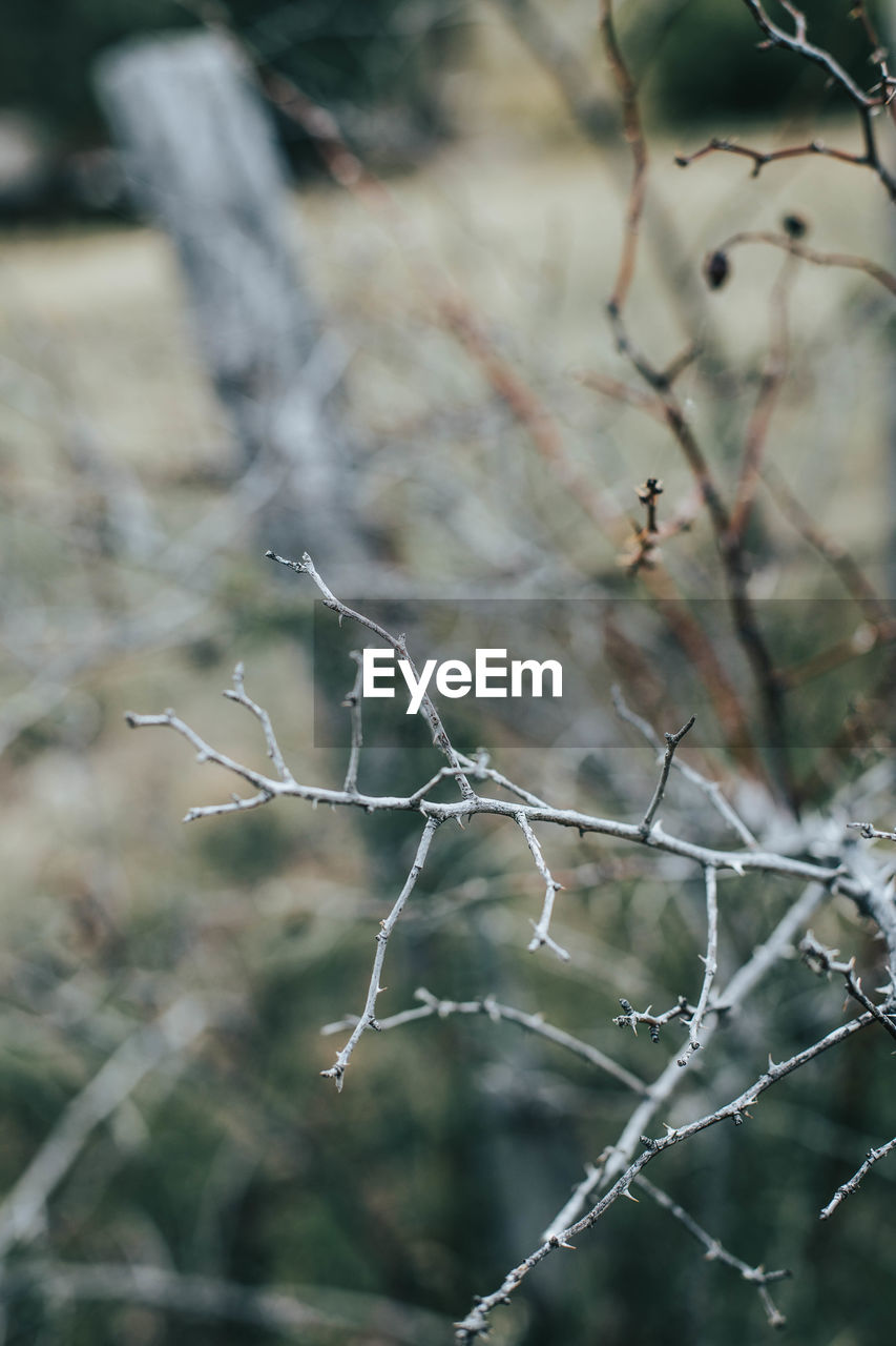 CLOSE-UP OF TWIGS ON BRANCH