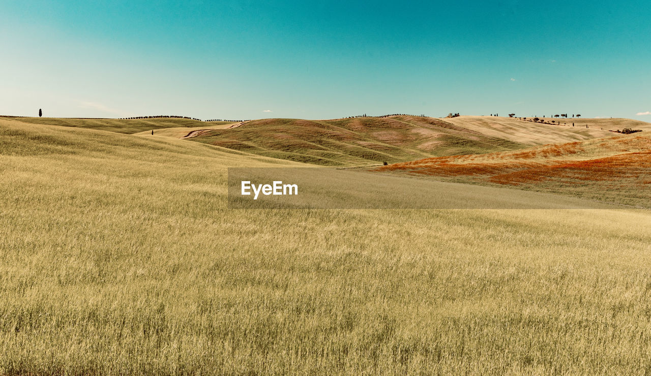 Scenic view of field against clear sky