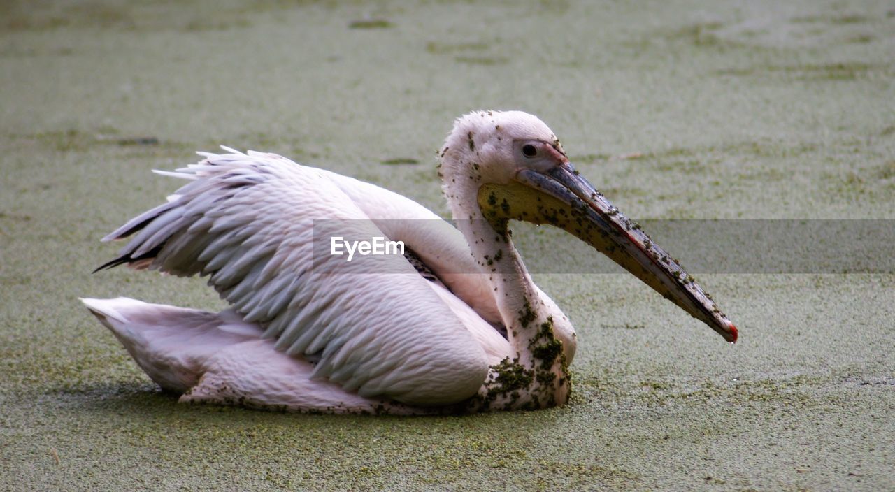 CLOSE-UP OF SWAN ON GROUND