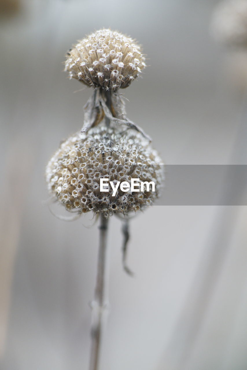 Close-up of wilted flower in autumn