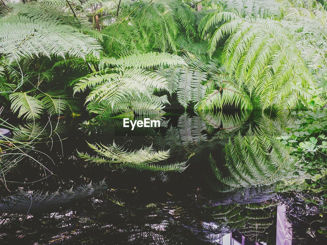 Plants growing by lake