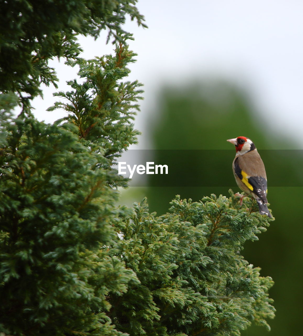 BIRD PERCHING ON BRANCH