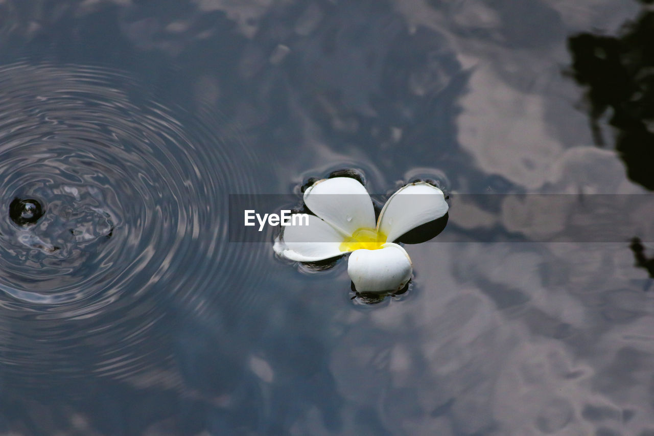 HIGH ANGLE VIEW OF WHITE FLOWER FLOATING ON LAKE