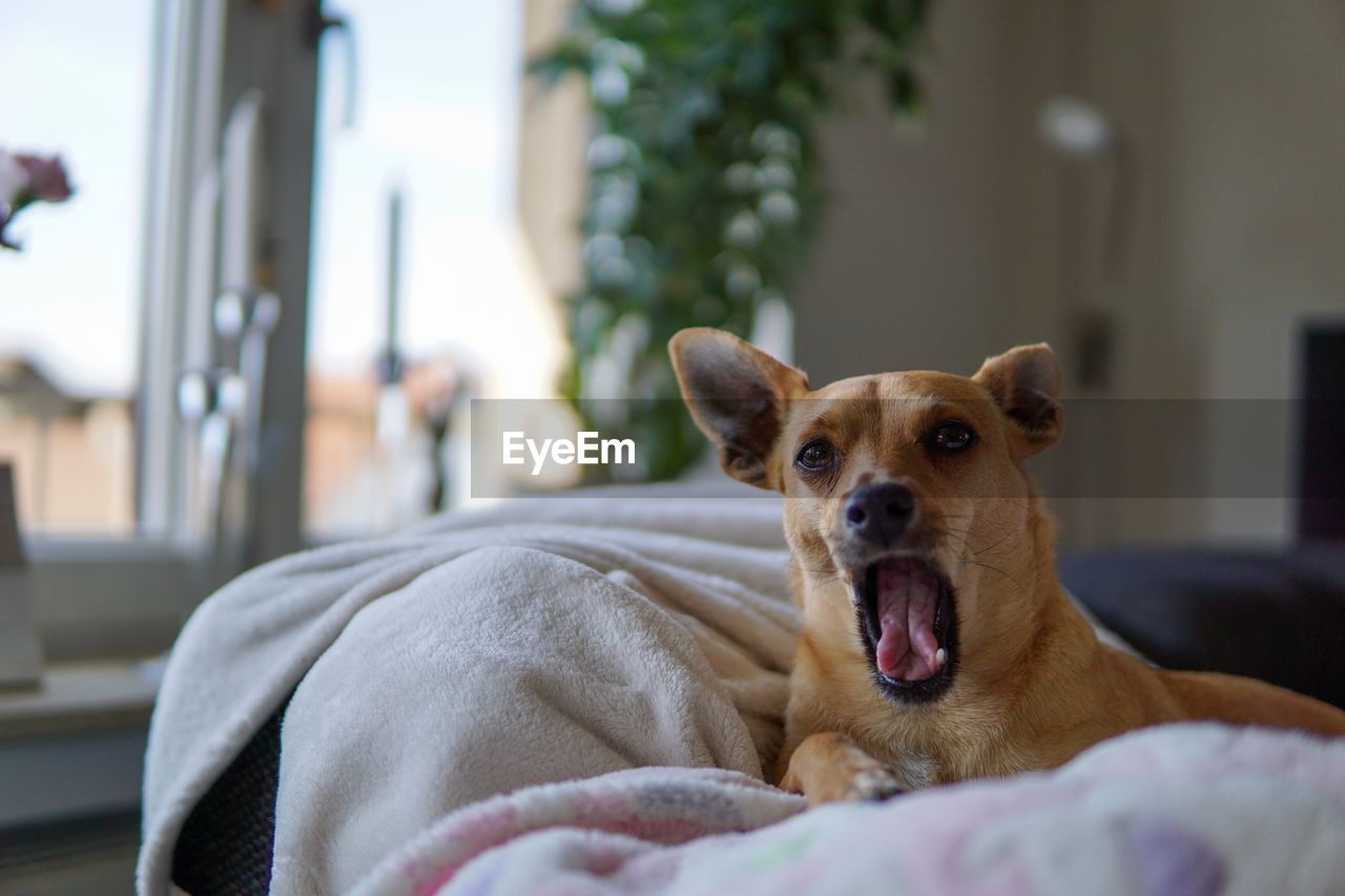 PORTRAIT OF DOG RELAXING AT HOME