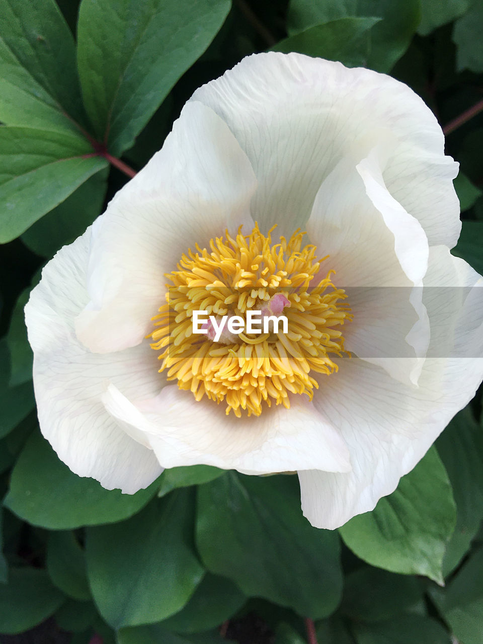 flower, flowering plant, plant, beauty in nature, freshness, flower head, petal, close-up, inflorescence, leaf, nature, plant part, growth, fragility, pollen, white, no people, yellow, springtime, blossom, stamen, outdoors, green, botany