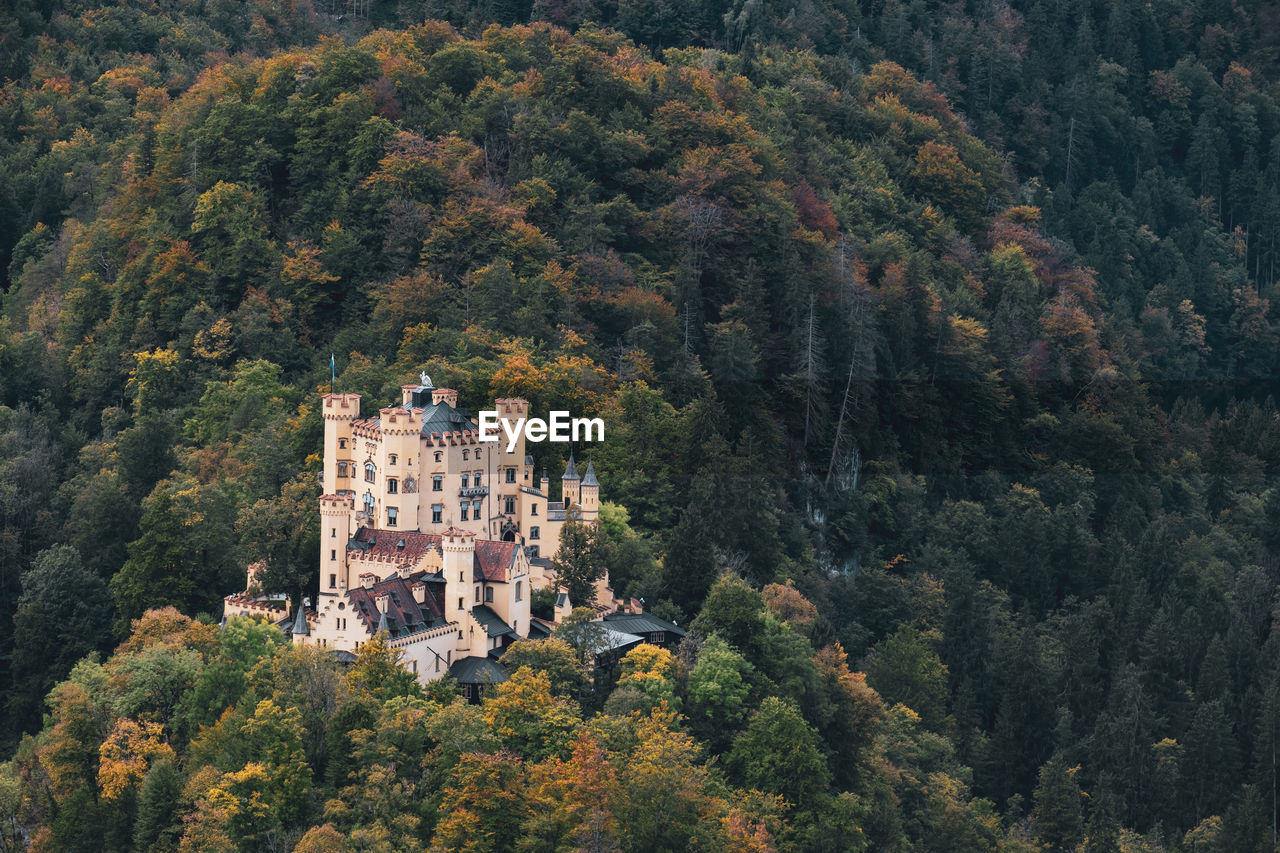 HIGH ANGLE VIEW OF TREES AND PLANTS GROWING IN FOREST