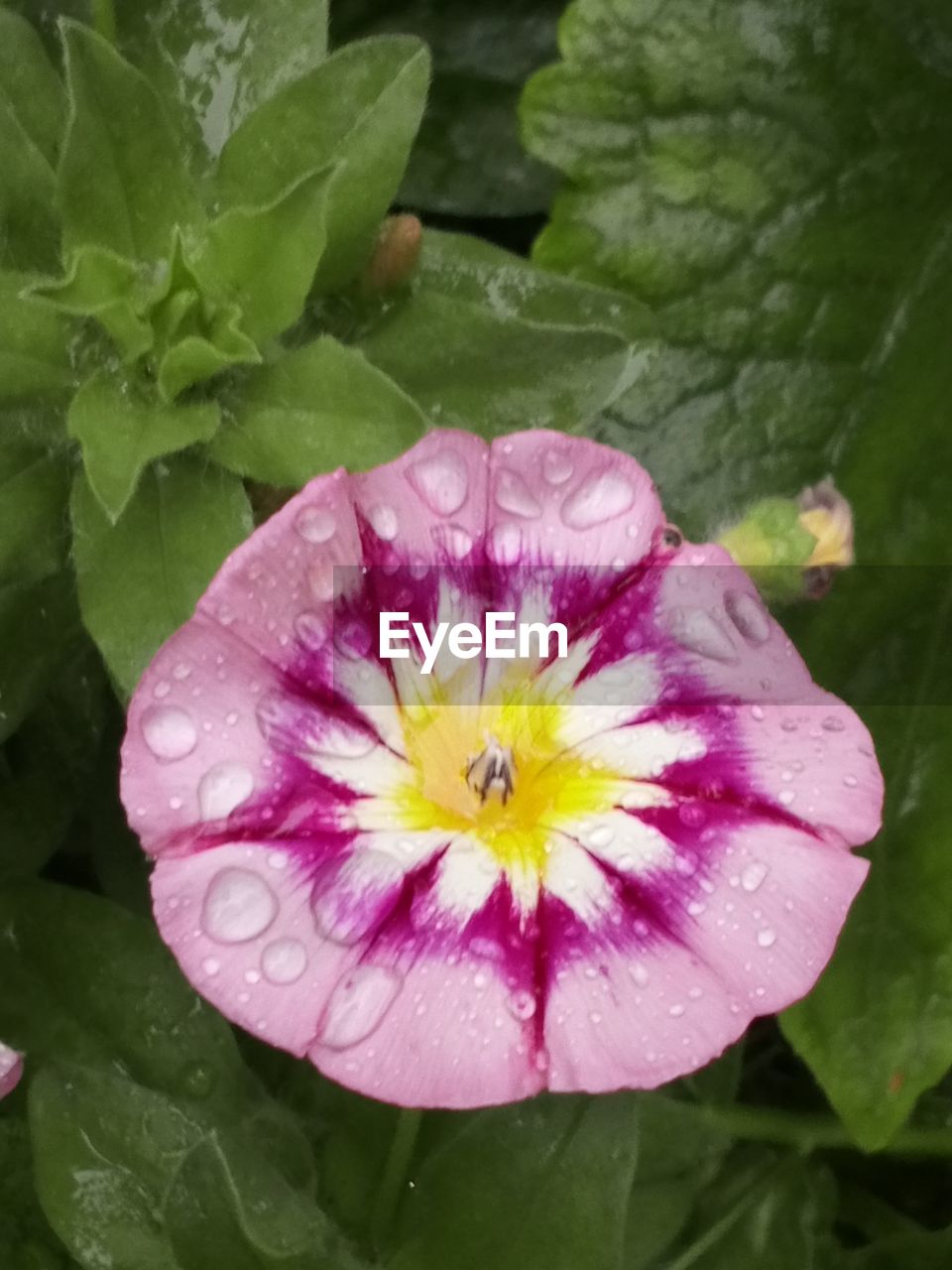 CLOSE-UP OF WATER DROPS ON PINK ROSE