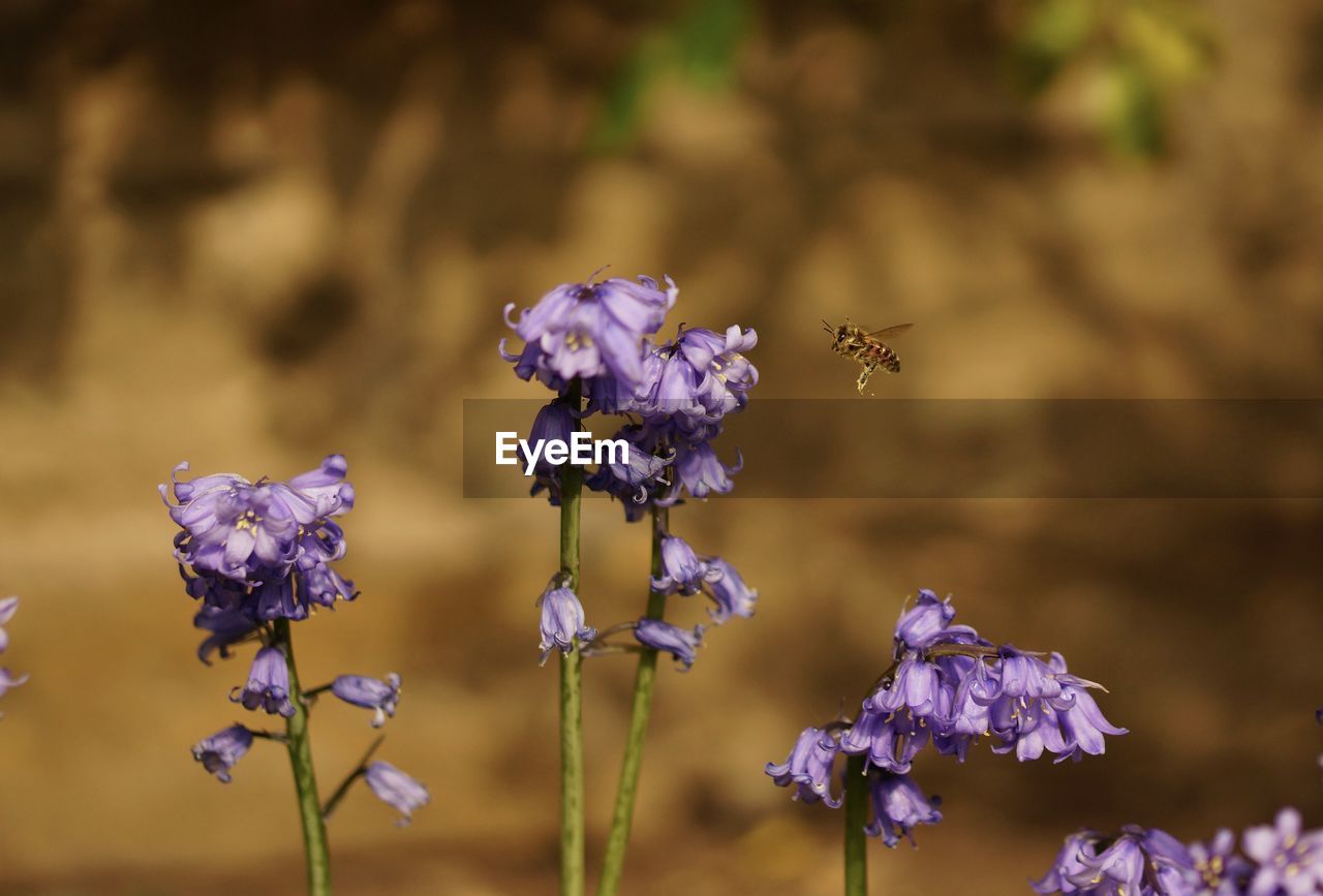 CLOSE-UP OF BEE POLLINATING ON LAVENDER