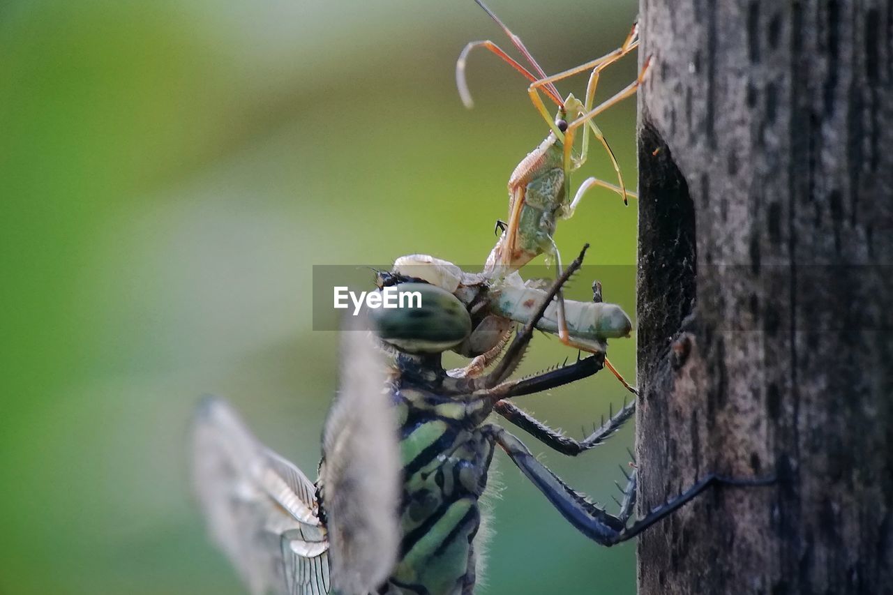 Close-up of insect on tree trunk