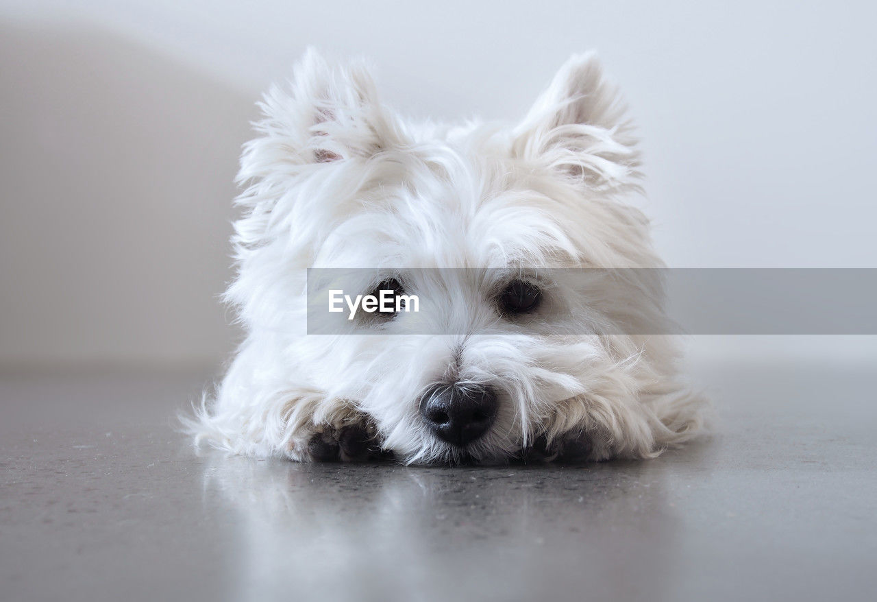 domestic animals, pet, dog, canine, one animal, animal themes, mammal, animal, west highland white terrier, white, terrier, portrait, cute, looking at camera, young animal, lap dog, no people, carnivore, morkie, indoors, animal hair, animal body part, puppy