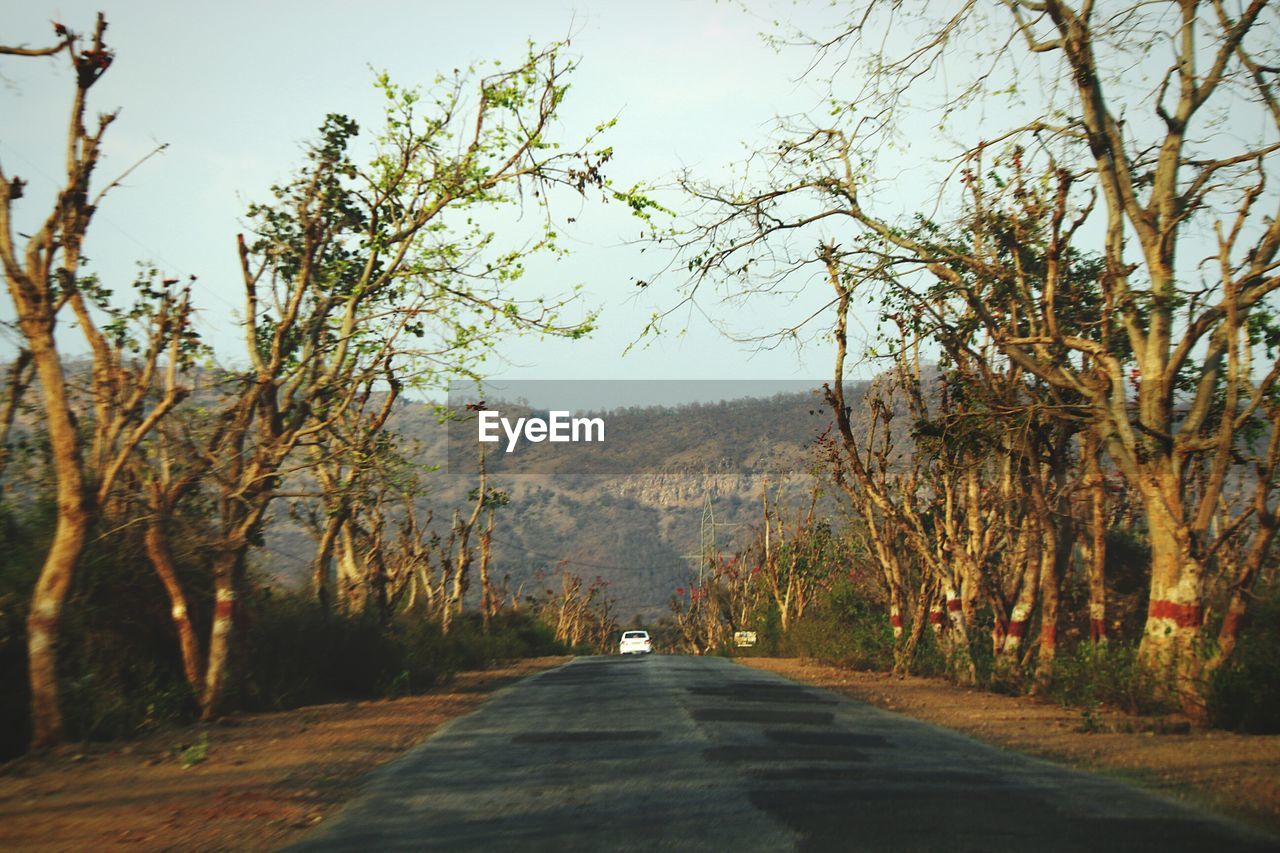 Road passing through forest