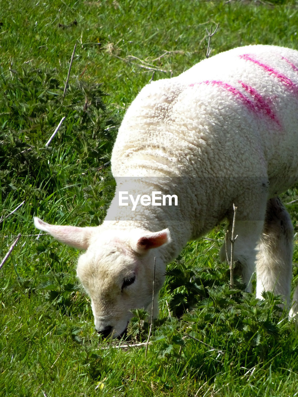 VIEW OF SHEEP GRAZING IN FIELD