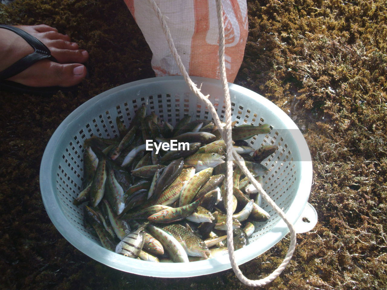 Cropped image of person standing by fish in basket