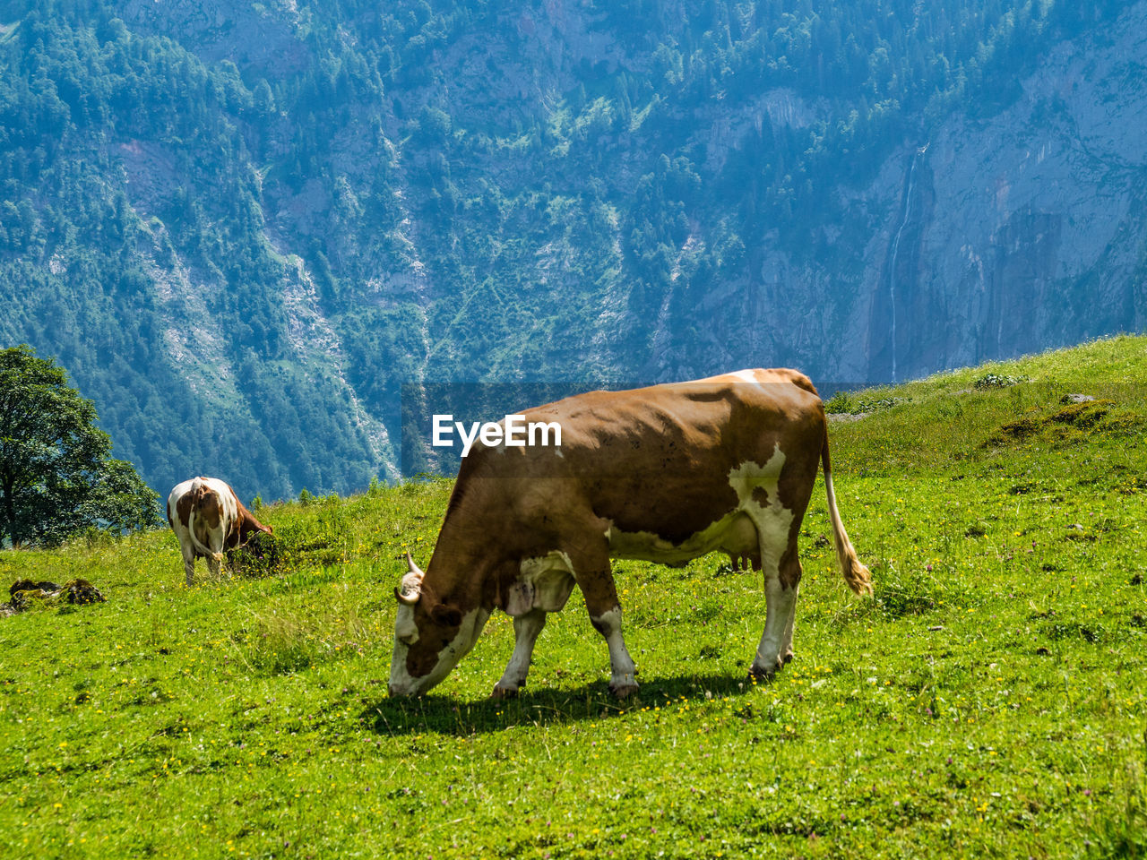 Cows grazing on field