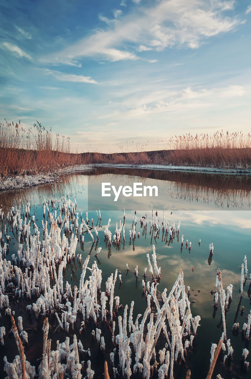 Salted reed vegetation in a little swamp. high level of salt in the pond water makes a white texture