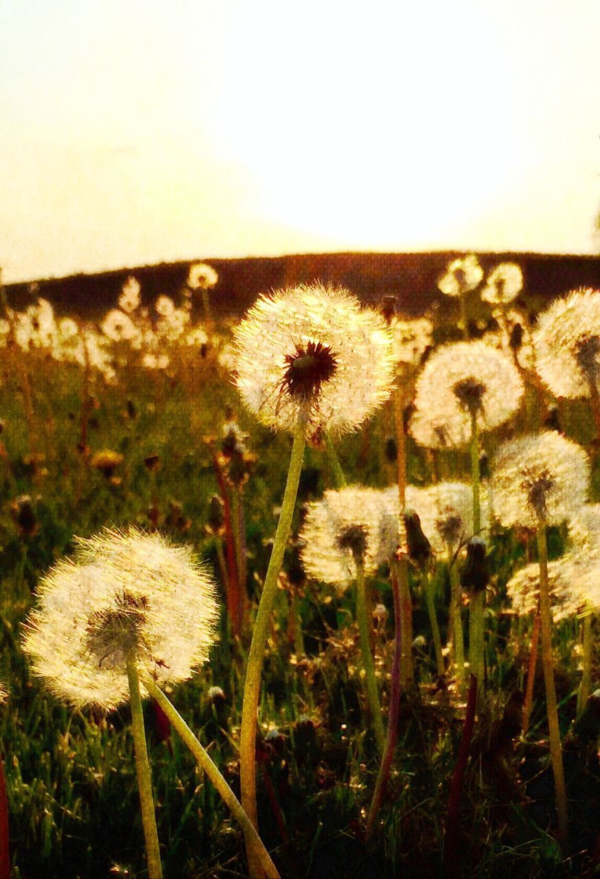 CLOSE-UP OF DANDELION FLOWERS