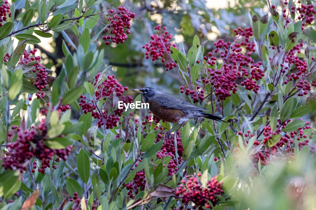 Low angle view of bird perching on plant