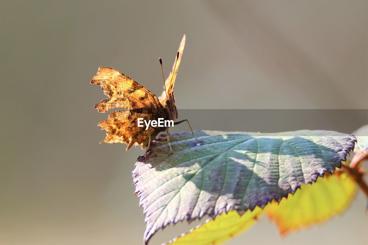 close-up of butterfly on flower