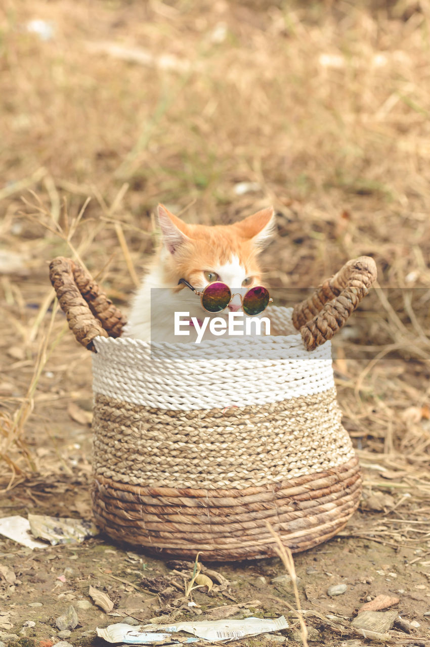 Close-up of cat sitting on field