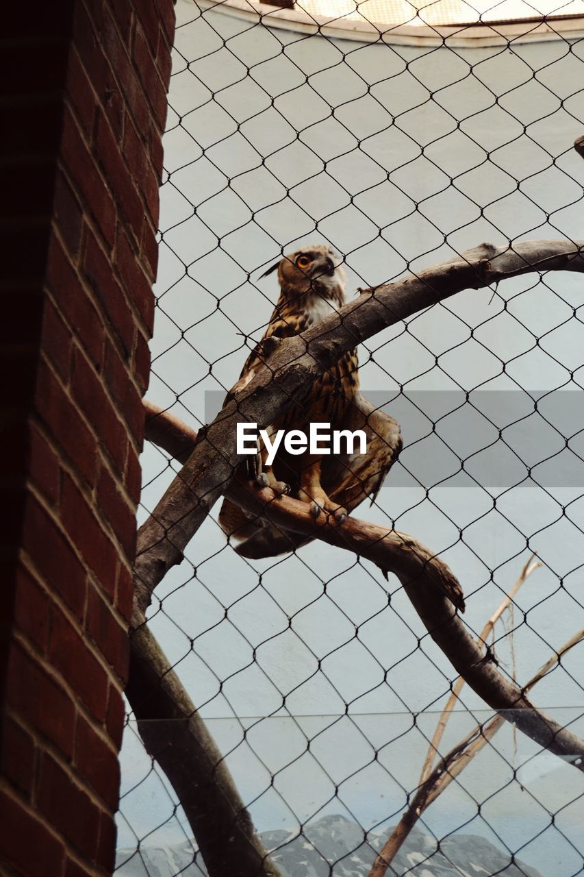 LOW ANGLE VIEW OF EAGLE PERCHING IN CAGE