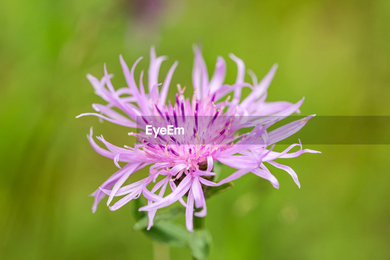 CLOSE-UP OF PINK FLOWER AGAINST BLURRED BACKGROUND