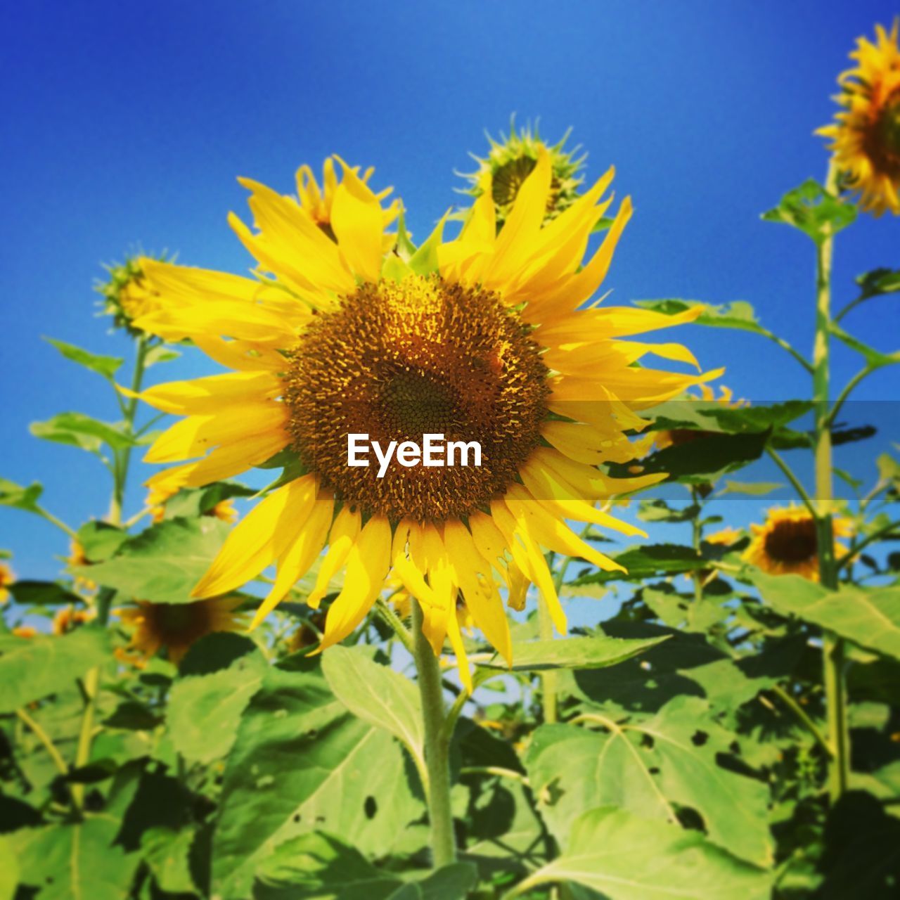 Close-up of sunflowers blooming at field