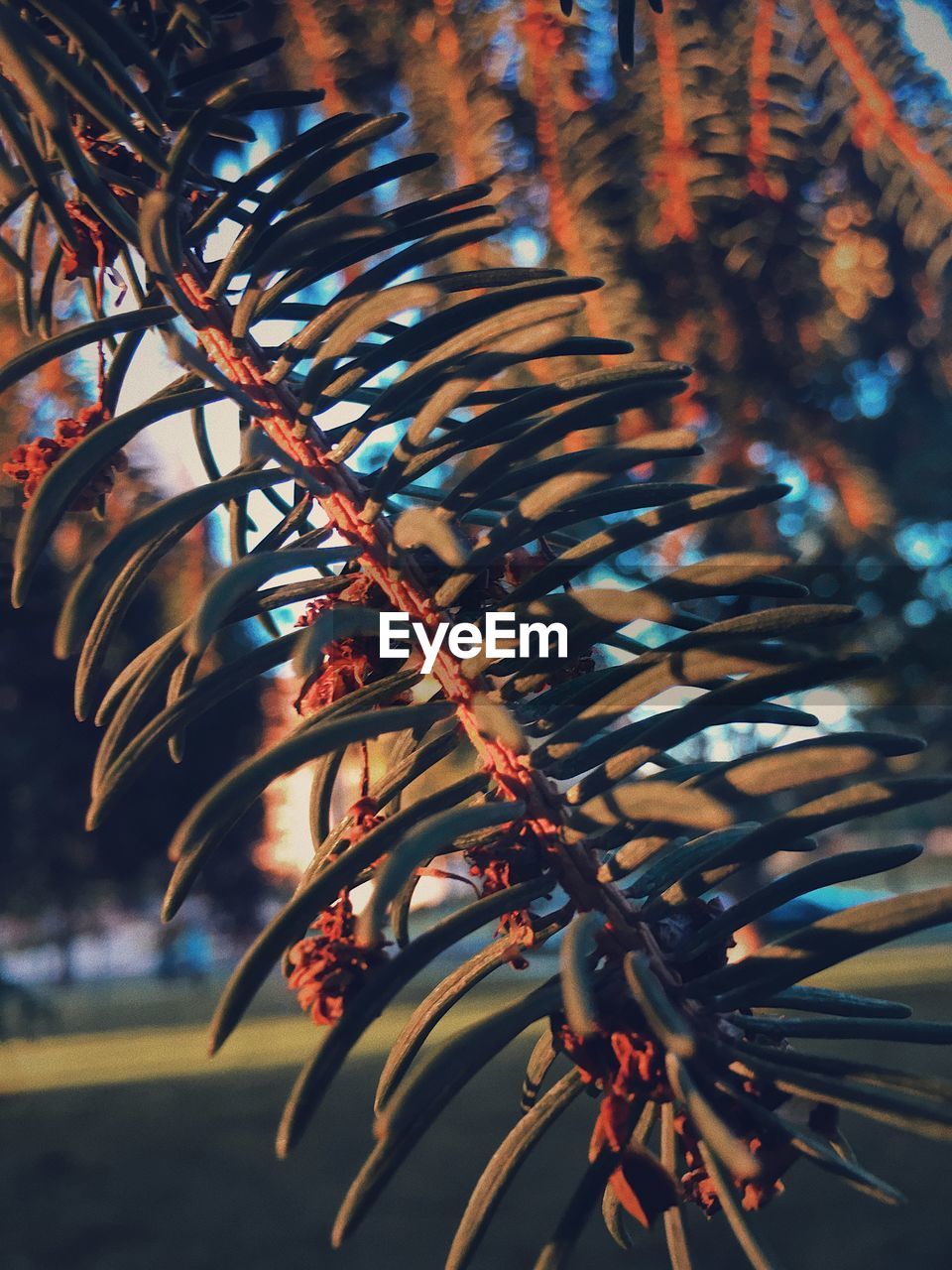 Low angle view of leaves on tree during autumn