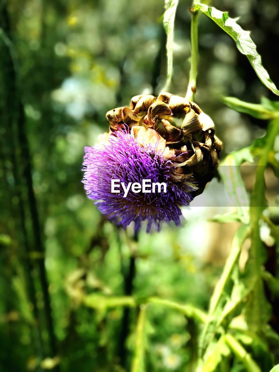 CLOSE-UP OF BEE ON THISTLE