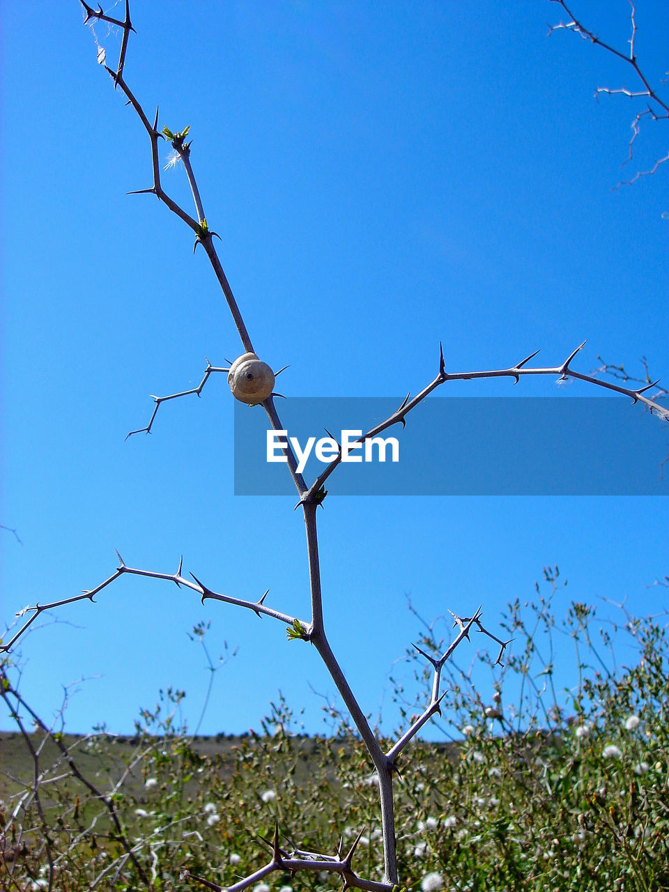 LOW ANGLE VIEW OF BIRDS AGAINST BLUE SKY