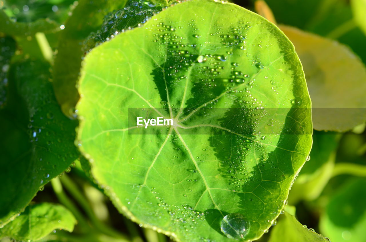 CLOSE-UP OF WATER DROPS ON PLANT LEAVES