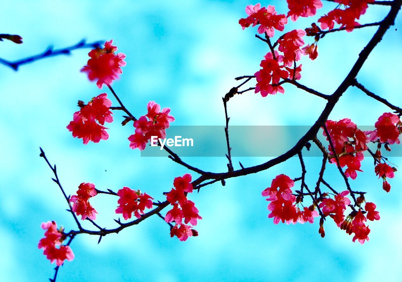 LOW ANGLE VIEW OF RED FLOWER TREE AGAINST SKY